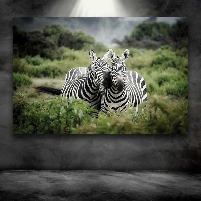 Zebras in Africa
