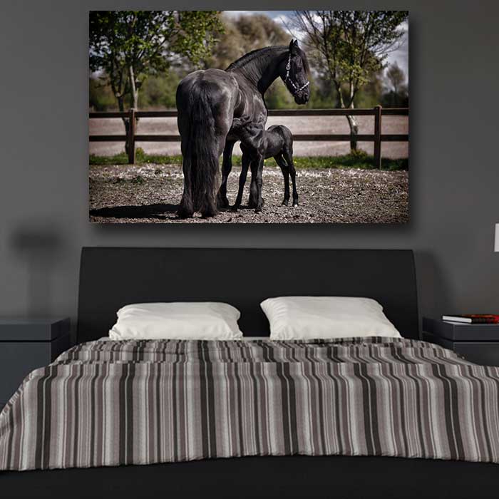 Black Horse with Baby Horse