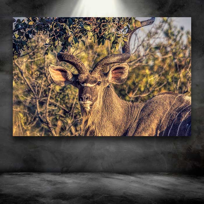 Brown Antler