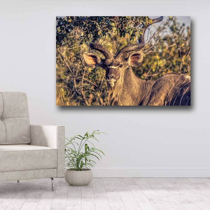 Brown Antler