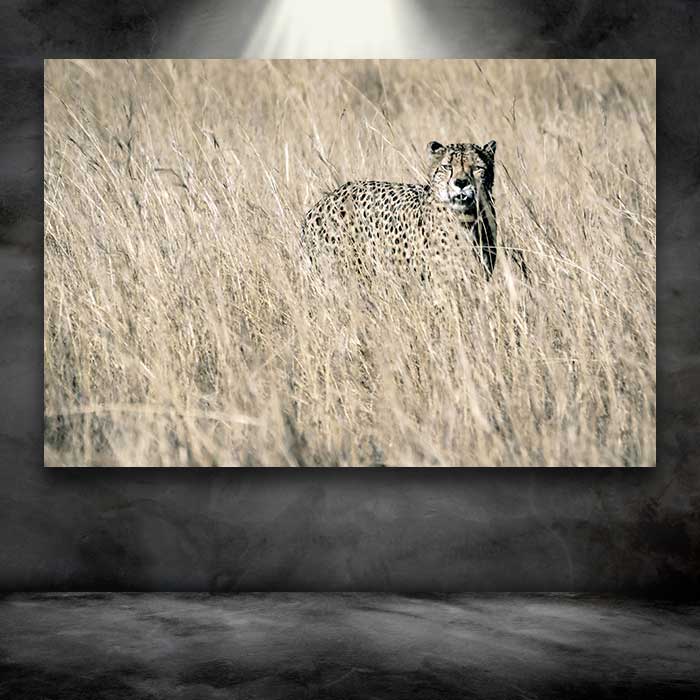Cheetah in the Grass