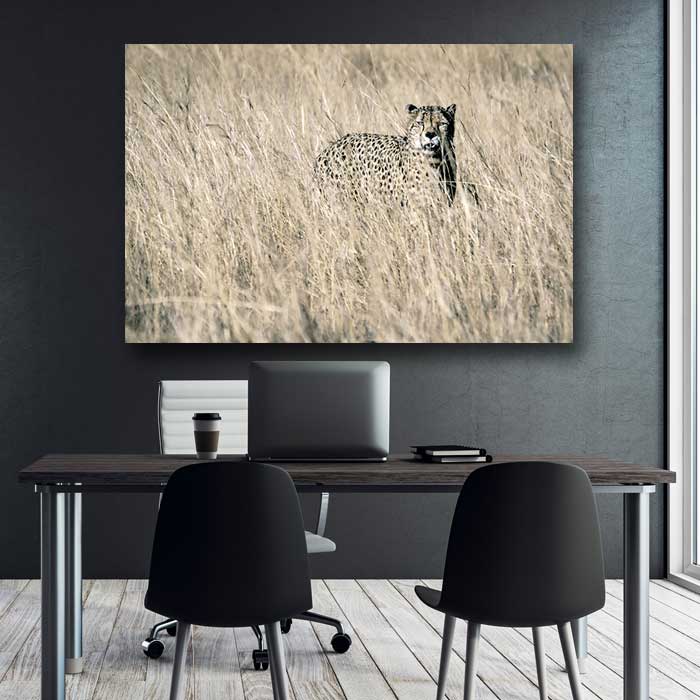 Cheetah in the Grass