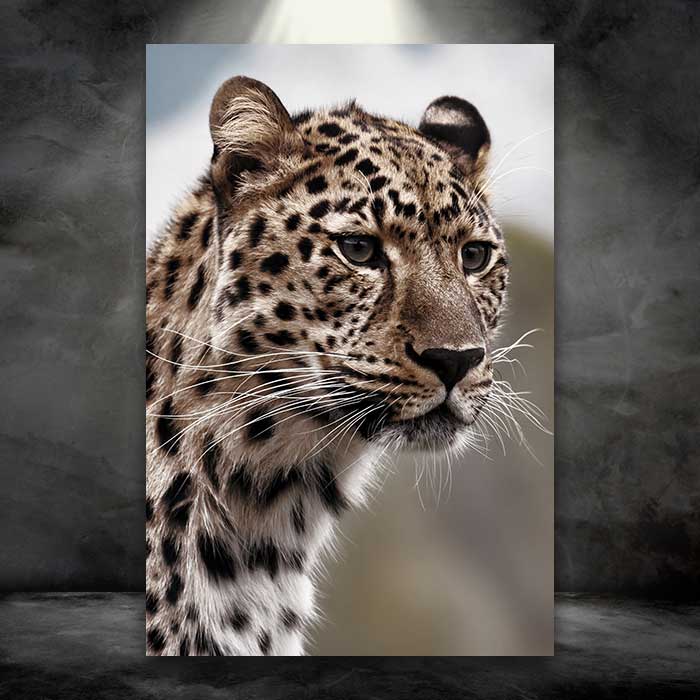 Cheetah