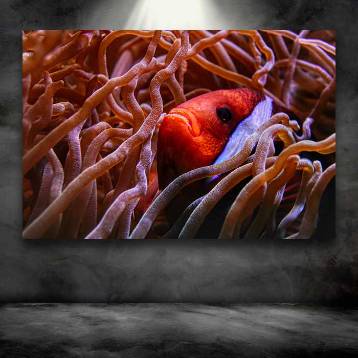 Clown Fish