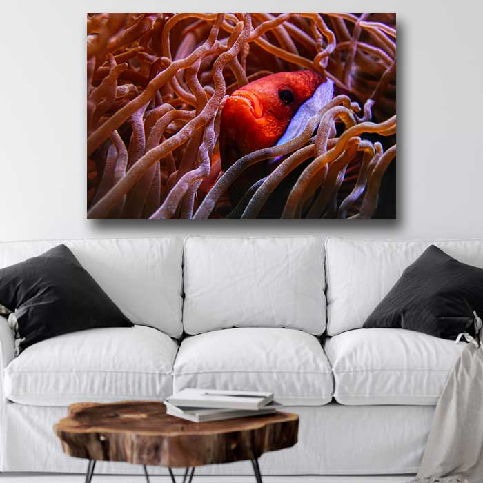 Clown Fish