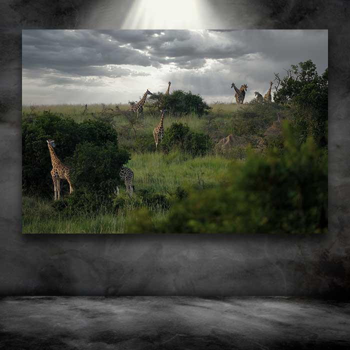 Giraffes