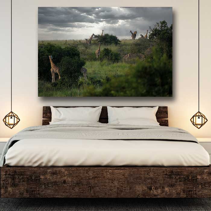Giraffes