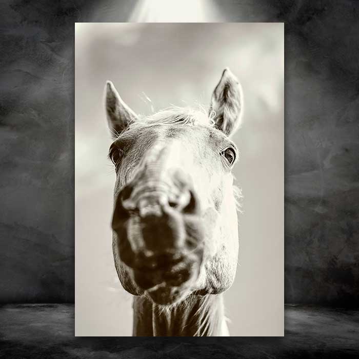Horse Head
