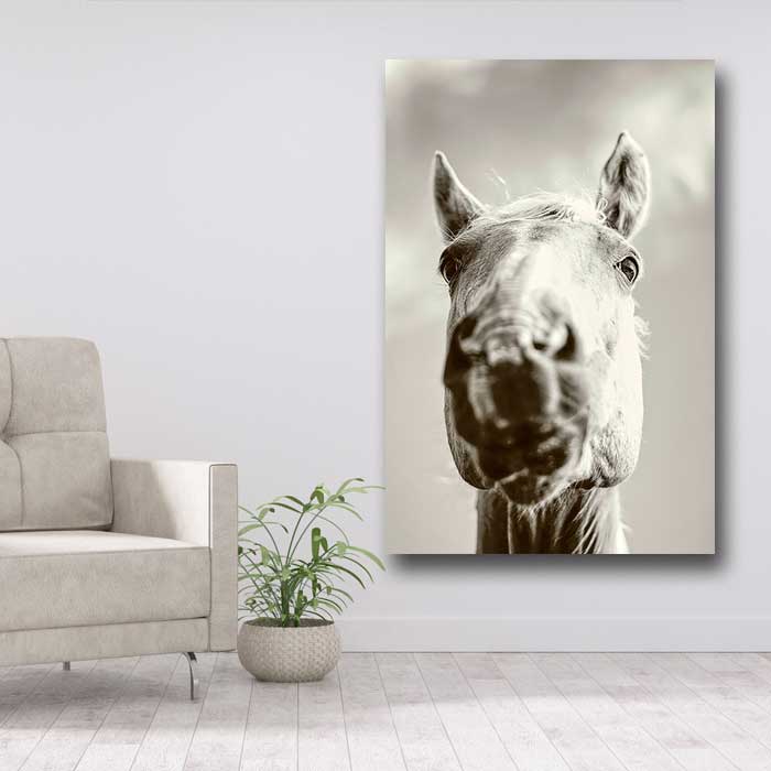 Horse Head