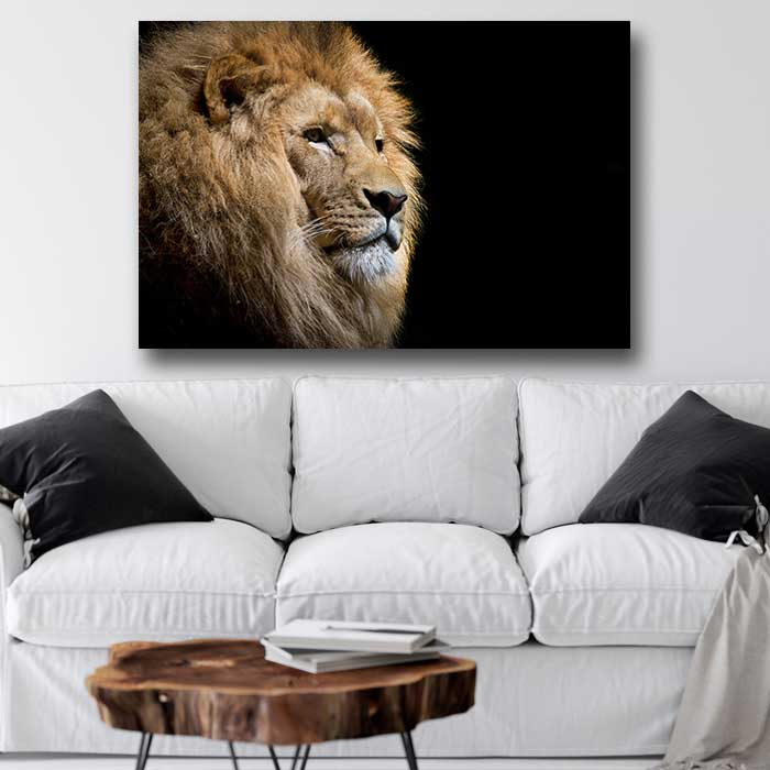 Male Lion on Black Background