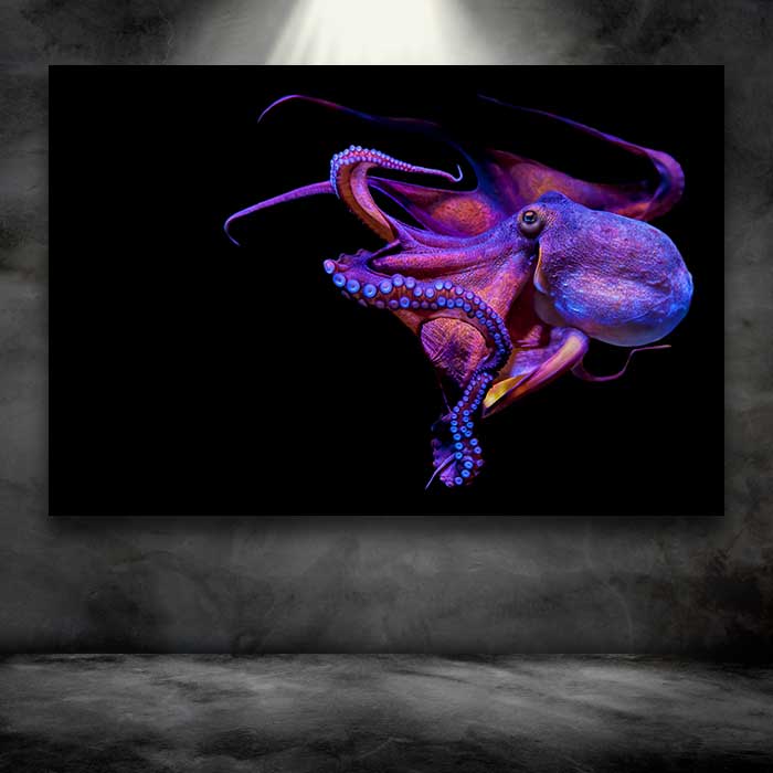 Purple Octopus on Black Background