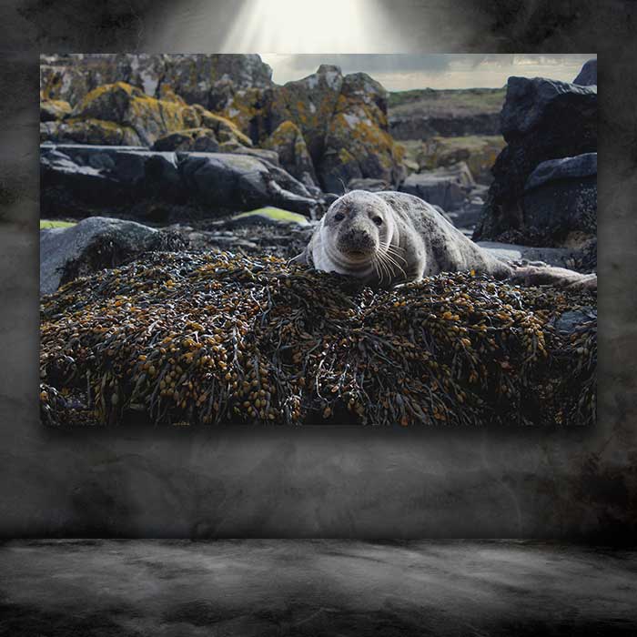 Sea Lion on a Rock