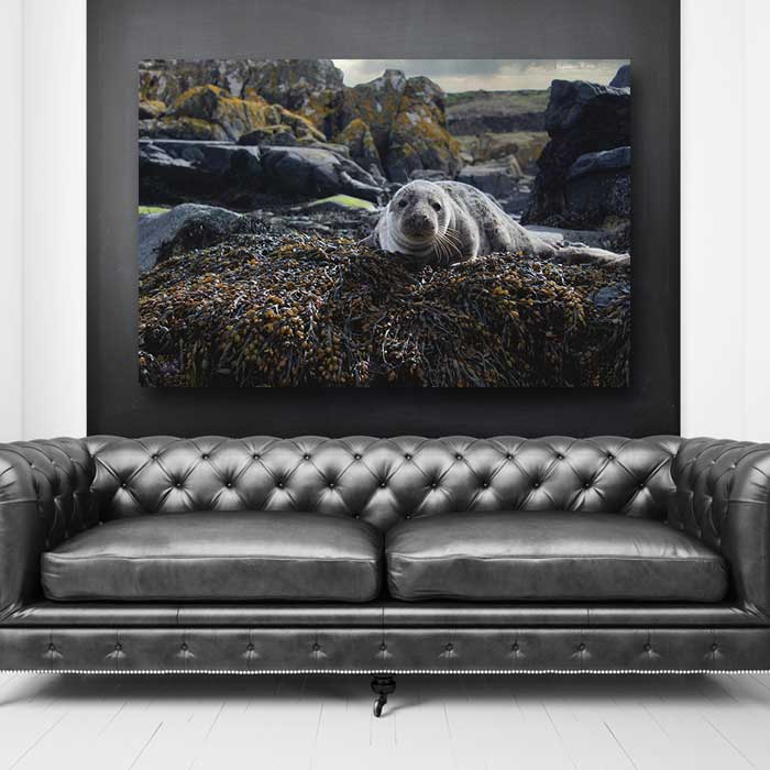 Sea Lion on a Rock