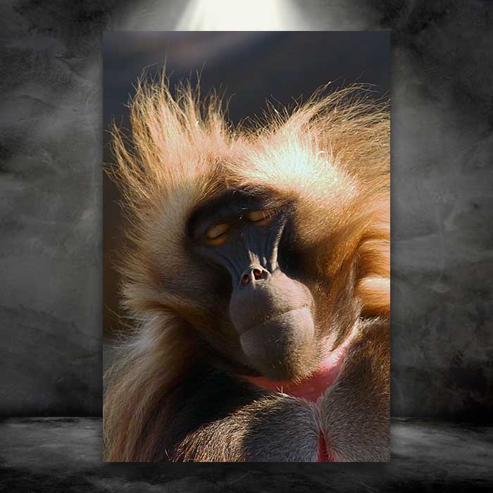 Sleepy Baboon