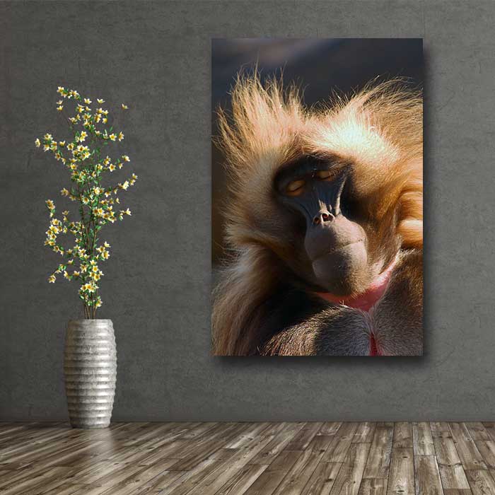 Sleepy Baboon