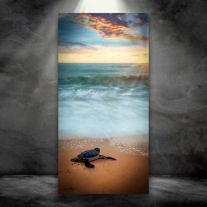 Baby Sea Turtle at Sunrise