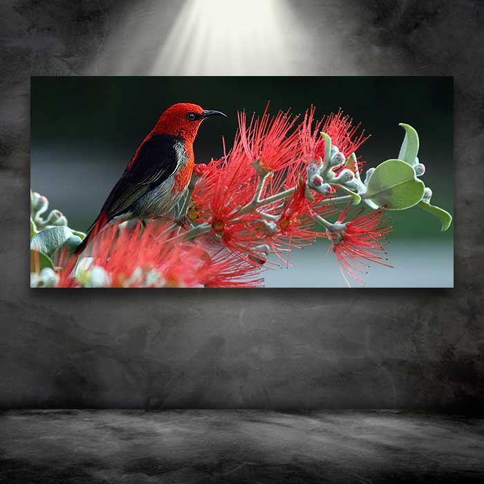Beautiful Red Headed Bird on Flower
