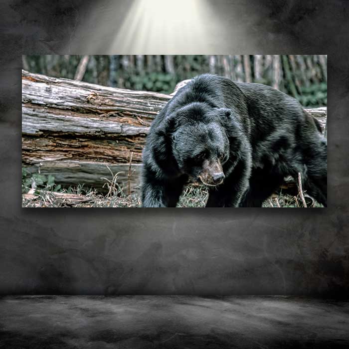 Big Black Bear
