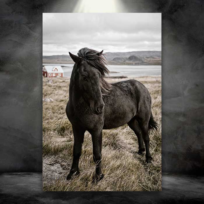 Black Horse Posing in Grass