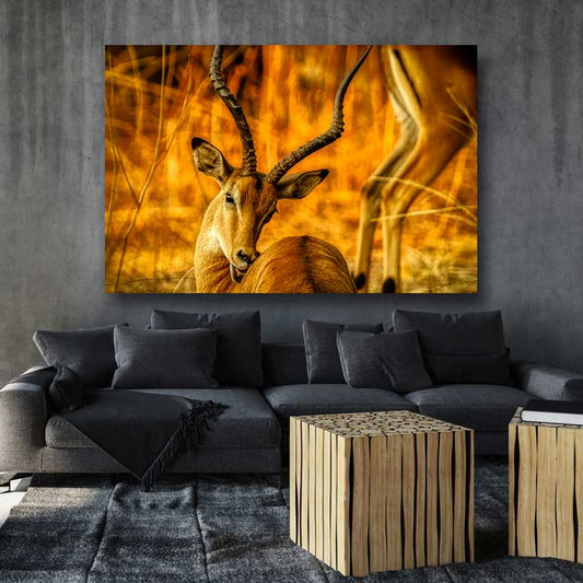 Golden Gazelle