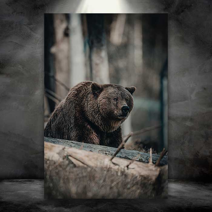 Grizzly Bear Staring in Woods