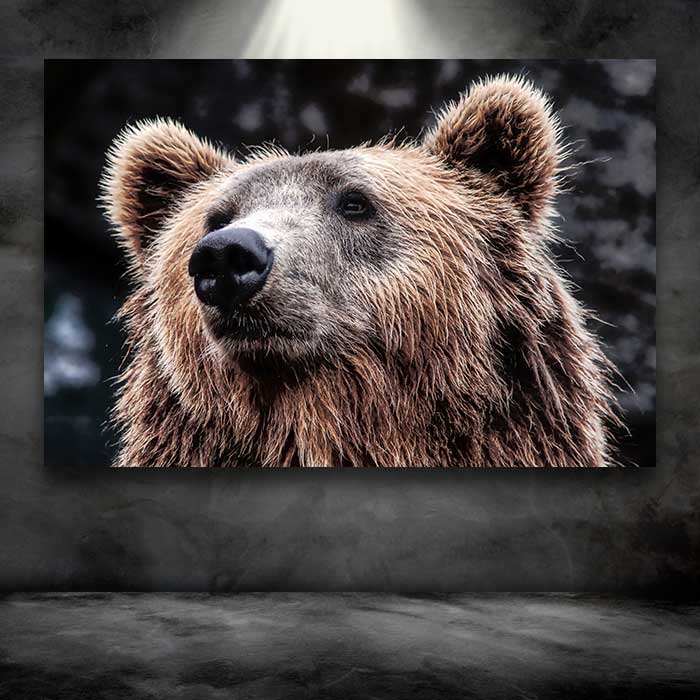 Kodiak Bear Face
