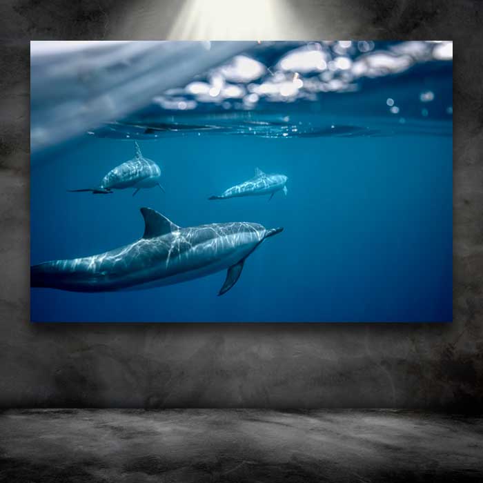 Three Dolphins Underwater