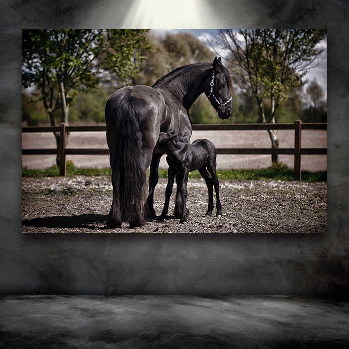Black Horse with Baby Horse