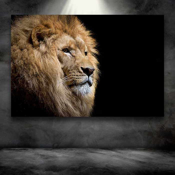 Male Lion on Black Background