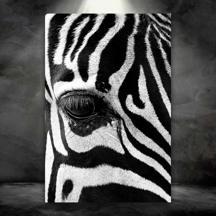 Zebra Face Up Close